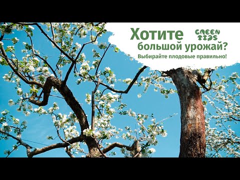 Как выбрать саженец для посадки? Интервью с экспертом