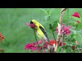 Goldfinches Eating Zinnia Seeds