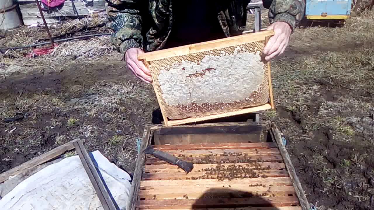 Видео пчеловодство новинки. Новинки пчеловодства. Осмотры семьи после роения.