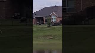 Bald eagle spotted in Spring, Texas 9.28.2021