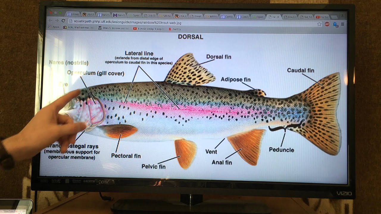 Trout Anatomy And Physiology Youtube 