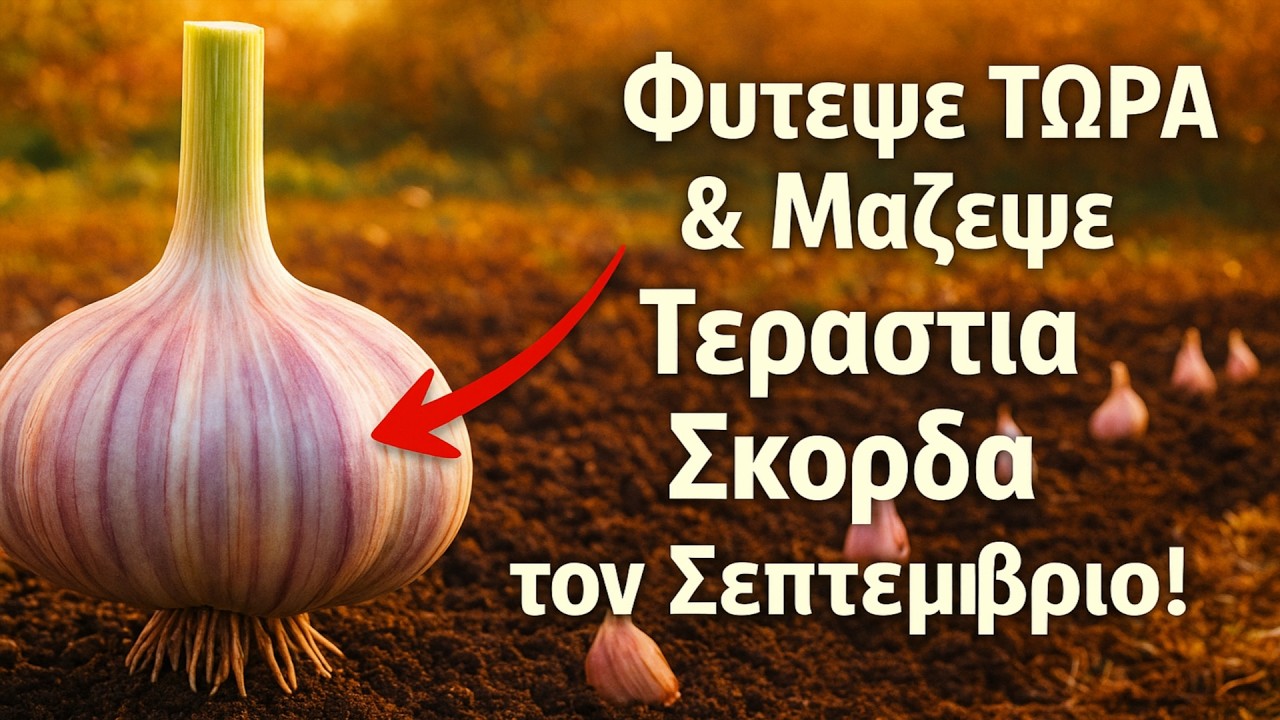 Φύτευση Χειμωνιάτικου Σκόρδου από το Α ως το Ω: Ο Αναλυτικός Οδηγός για Εγγυημένη Συγκομιδή τον Σεπ