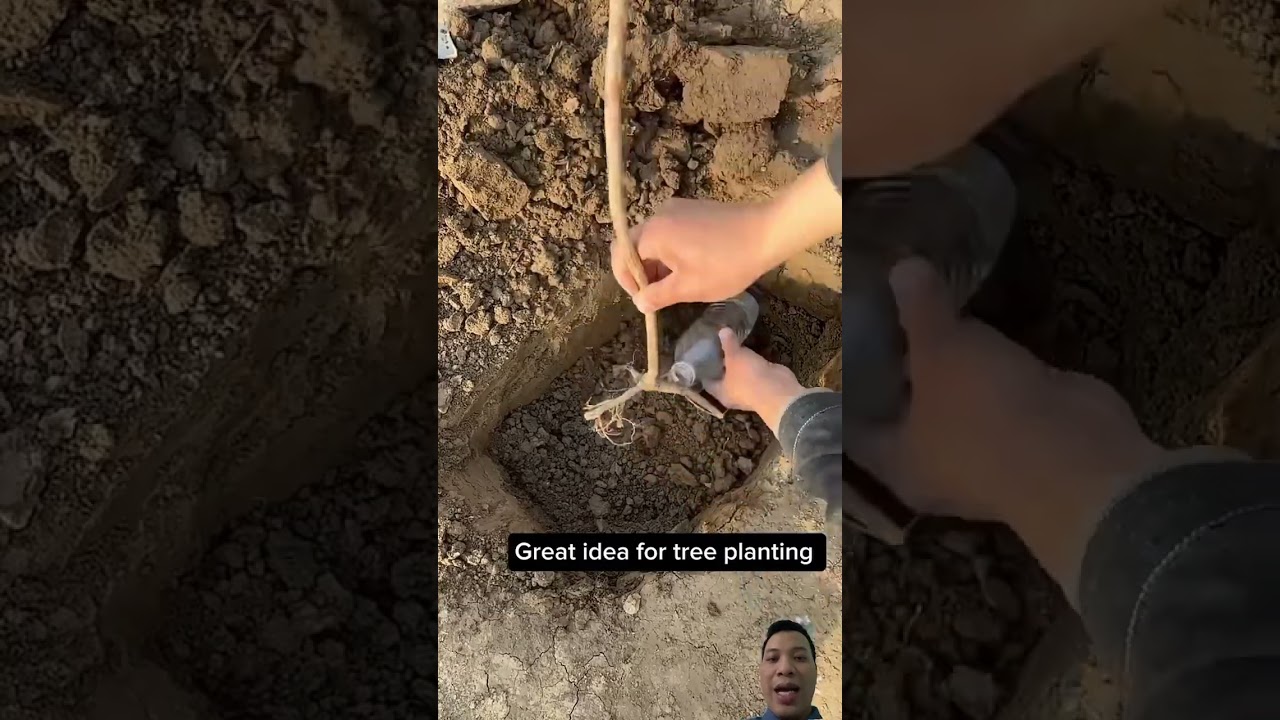 Cách làm hay #farming #easyfarming #agriculture #shortvideo