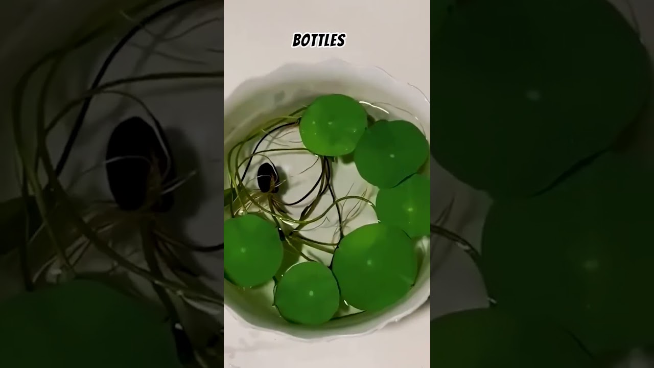 "How 100PC Lotus Seeds Boost Immunity 🌿 