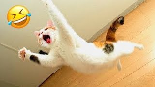 Funniest Animals 2024 😅 New Funny Cats and Dogs 😻🐶 Part 31