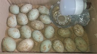 How To Make An Incubator Duck Eggs | Home made Egg Incubator Very Easily