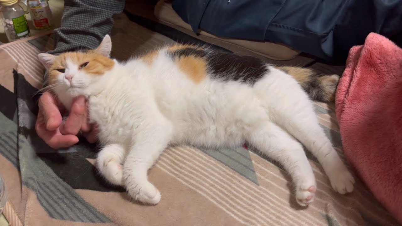三毛猫】ずっと父に甘えている猫（2023年11月11日） - YouTube