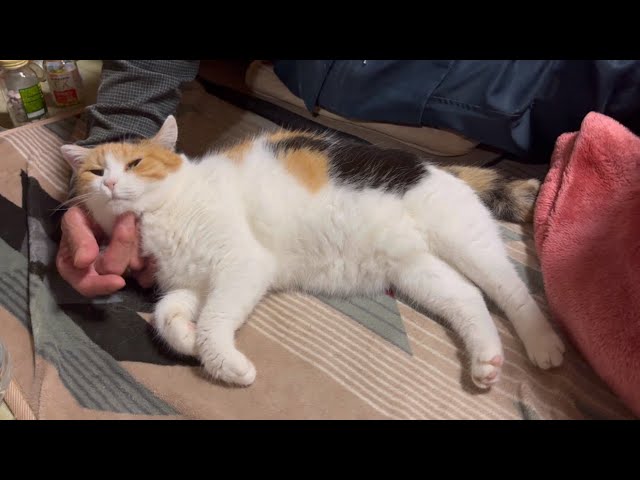 三毛猫】ずっと父に甘えている猫（2023年11月11日） - YouTube