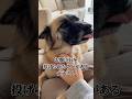 元保護犬がパパのことを1000%信頼した日がこちら… #元保護犬 #雑種犬 #添い寝