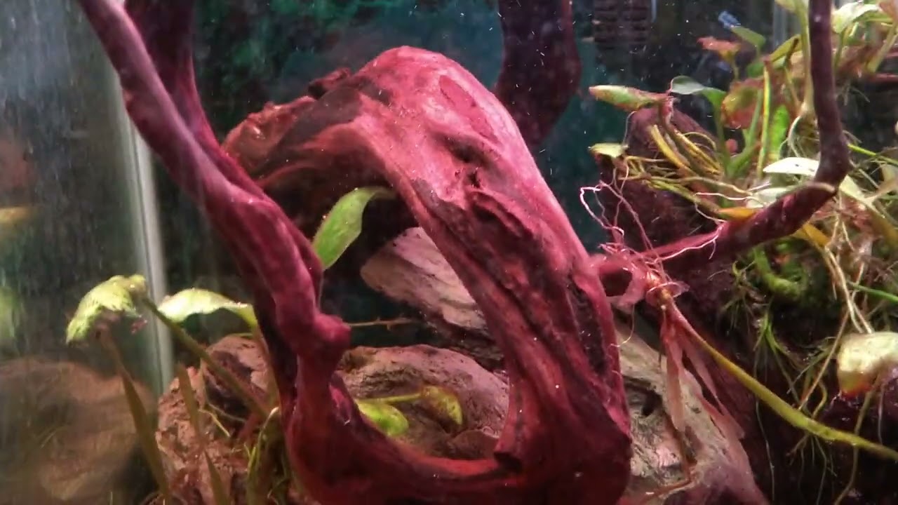 A video for the New Year!!!