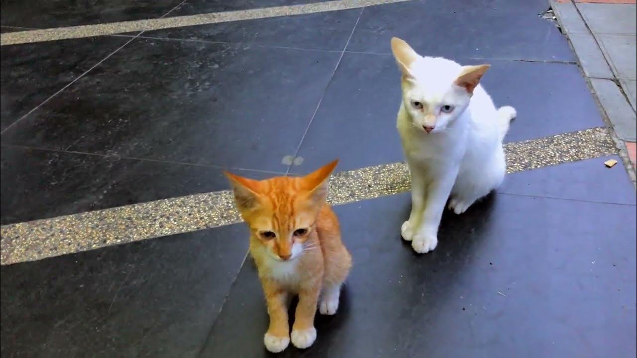 Somehow Many stray cats come to me YouTube