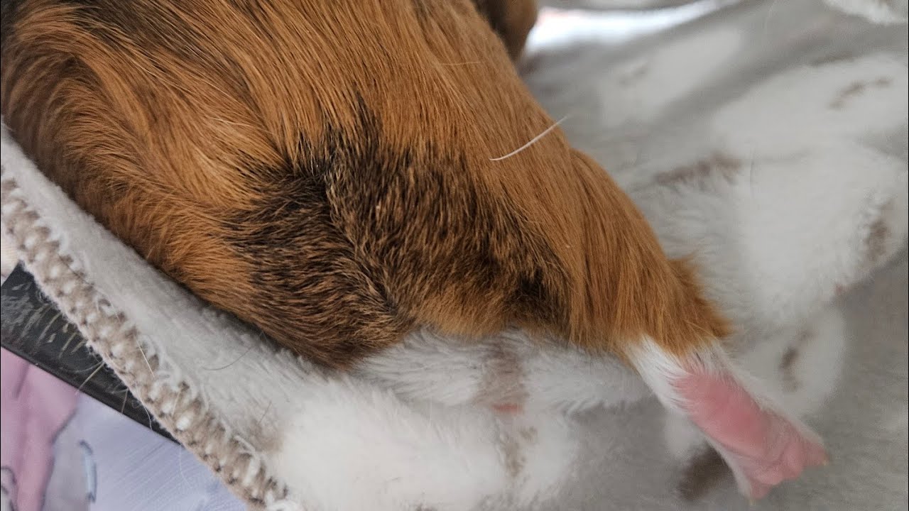 11/05.25 (wed) おはよう🌞 #モルモット