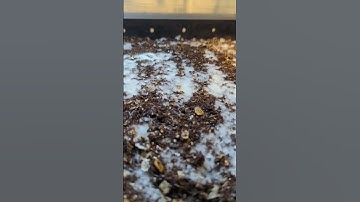 King oyster mycelium colonizing  the casing layer