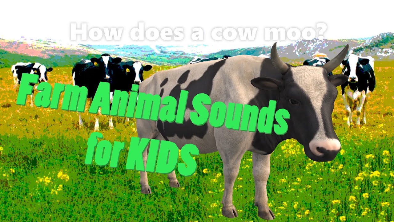 How does a cow moo More animal sounds YouTube How does a cow moo More animal sounds YouTube