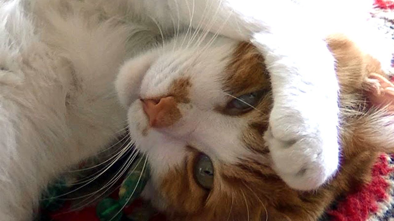 あーにゃんの神回スペシャル 可愛いが詰まってますよ♥♥猫との会話を