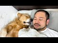 愛犬に枕を取られて不満げな飼い主