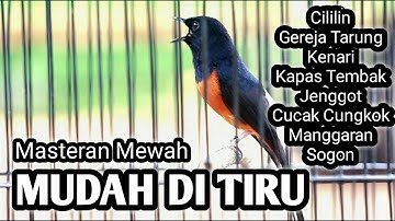 MURAI BATU GACOR FULL ISIAN TEMBAKAN MEWAH SANGAT AMPUH MELATIH MURAI BATU BONGKAR ISIAN