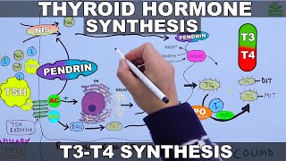 Thyroid Hormone Synthesis | T3 - T4