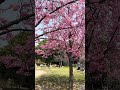 【KYOTO】Must-See Tourist Attraction - Umekoji Park
