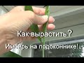 Выращивание имбиря! Почти 8 МЕСЯЦЕВ растила ИМБИРЬ! И ЧТО?