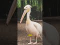 Pelicans fish hunting birds with a large throat pouch  naqvi facts