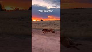 Watch my Australian Cattle Dog hit 55kph  #fastdog #dogrunning #amazingdog #redheeler #heeler