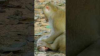 Million Tear And Pity.