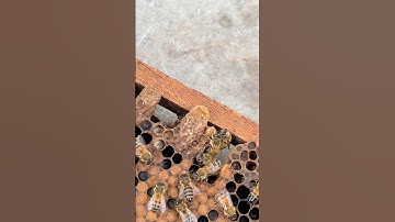Get rid queen cells out of beehive #beekeeper #beefeater #honey #honeybeesting #beekeeping #bee