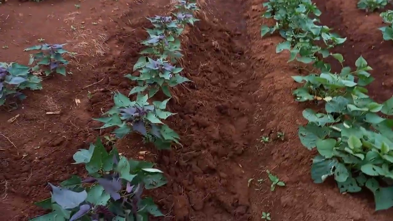 Penjelas-ulasan tutorial Penggemburan ulang extreme, metode jadul ( DILUAR NALAR).