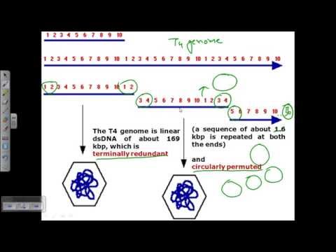 Video: Genome Der T4-verwandten Bakteriophagen Als Fenster Zur Mikrobiellen Genomentwicklung