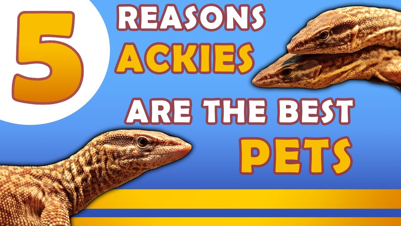 5 Reasons Ackie Monitors Make Good Pets! YouTube