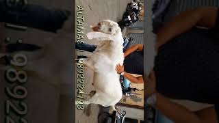 Fit Ride Goat Farm 2021