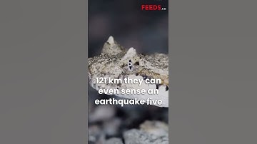 Snakes can predict Earthquakes 5 days before