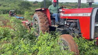 Dois tratores massey ferguson trabalhandos em um matagal e cheio de pedra