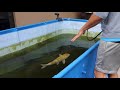 Saving Fish From BLACK Tar Water Aquarium!!