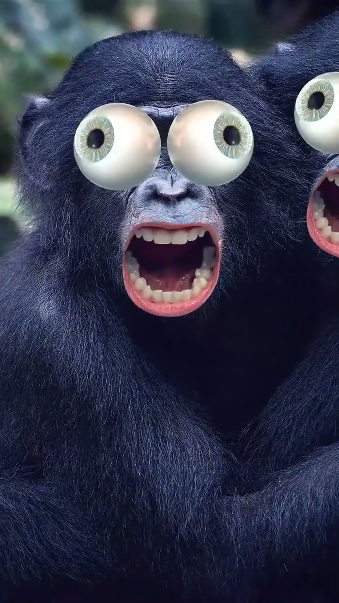 ? Quão perigosos são os chimpanzés gigantes de Bili?