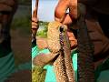 Giant Mudskipper Fishing – So Intense! 😱