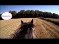 Friesian on a long gallop