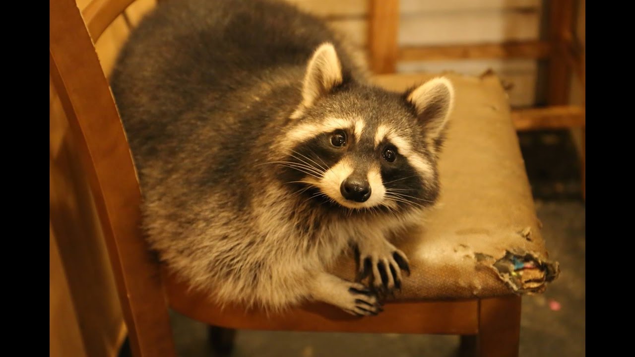 There s a RACCOON  CAFE  in Seoul  South Korea Vlog YouTube