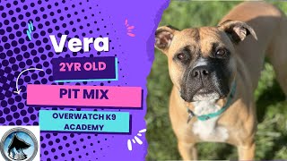 Vera | 2 Year old Pit Mix | 14 Day Advanced Training Journey | Confidence Building | Leash Manners |