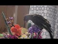 Northern Flicker and Fake Lego Flowers