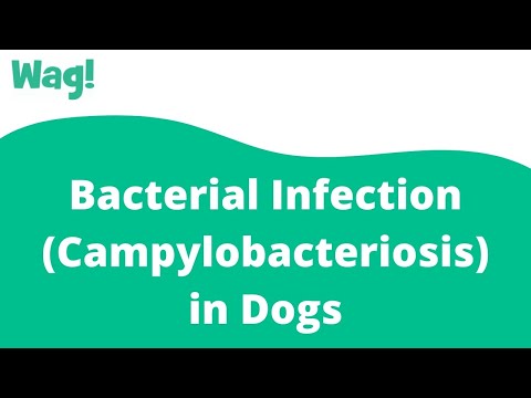 Video: Bacterial Infection (Campylobacteriosis) Sa Mga Aso