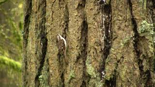 Brown Creeper Foraging. Американская пищуха, кормление (2488sp)