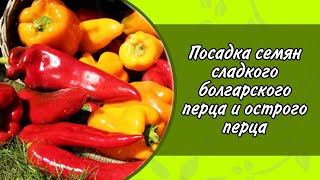 ПОСАДКА СЕМЯН СЛАДКОГО БОЛГАРСКОГО ПЕРЦА И ОСТРОГО ПЕРЦА. УДОБРЕНИЕ ФИТОСПОРИН