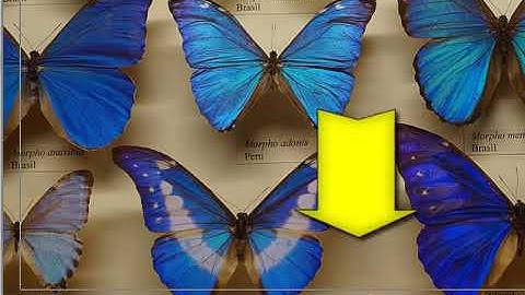 Image Resizing and Image Cropping using Free Image Editor Irfanview