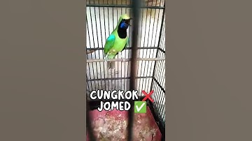CUCAK IJO MEDAN GACOR RASA CUNGKOK