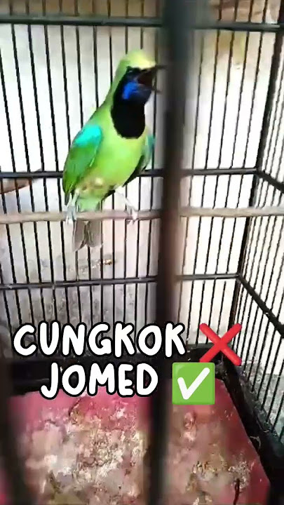 CUCAK IJO MEDAN GACOR RASA CUNGKOK