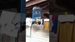 Download Lagu Lovebird ngekek pendek MP3 Download Lagu Lovebird ngekek pendek MP3