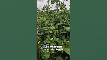 Cara mengatasi bunga cabai rontok