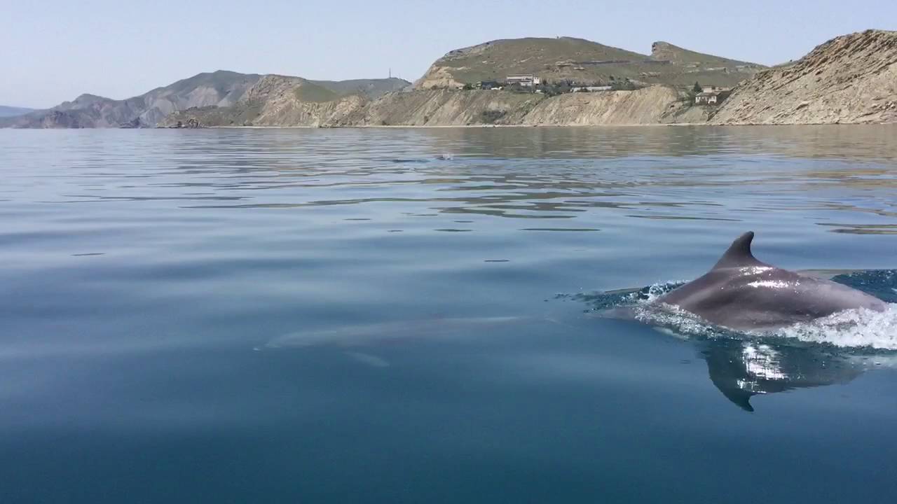 Крым море дельфины Крым море дельфины
